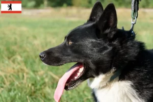 Read more about the article Berlin’de Karelian Bear Köpek Yetiştiricisi ve Yavruları
