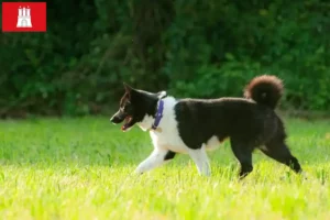 Read more about the article Hamburg’da Karelian Bear Köpek Yetiştiricisi ve Yavruları