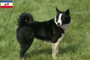 Read more about the article Mecklenburg-Vorpommern’de Karelian Bear cinsi köpek yetiştiricileri ve yavruları