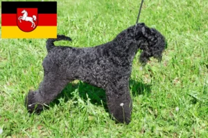 Read more about the article Aşağı Saksonya’da Kerry Blue Terrier yetiştiricileri ve köpek yavruları