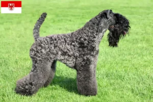 Read more about the article Brandenburg’da Kerry Blue Terrier yetiştiricileri ve köpek yavruları