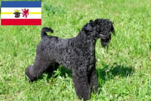 Read more about the article Mecklenburg-Vorpommern’de Kerry Blue Terrier yetiştiricileri ve köpek yavruları