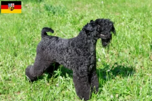 Read more about the article Saarland’da Kerry Blue Terrier yetiştiricileri ve köpek yavruları