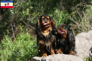 Read more about the article Mecklenburg-Vorpommern’de King Charles Spaniel yetiştiricileri ve köpek yavruları