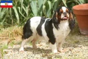 Read more about the article Schleswig-Holstein’da King Charles Spaniel yetiştiricileri ve köpek yavruları
