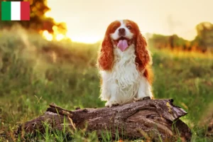 Read more about the article İtalya’da King Charles Spaniel yetiştiricileri ve köpek yavruları