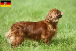 Read more about the article Saarland’da King Charles Spaniel yetiştiricileri ve köpek yavruları