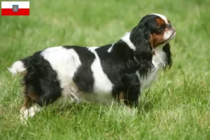Read more about the article Thüringen’de King Charles Spaniel yetiştiricileri ve köpek yavruları