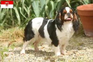 Read more about the article Brandenburg’da King Charles Spaniel yetiştiricileri ve köpek yavruları