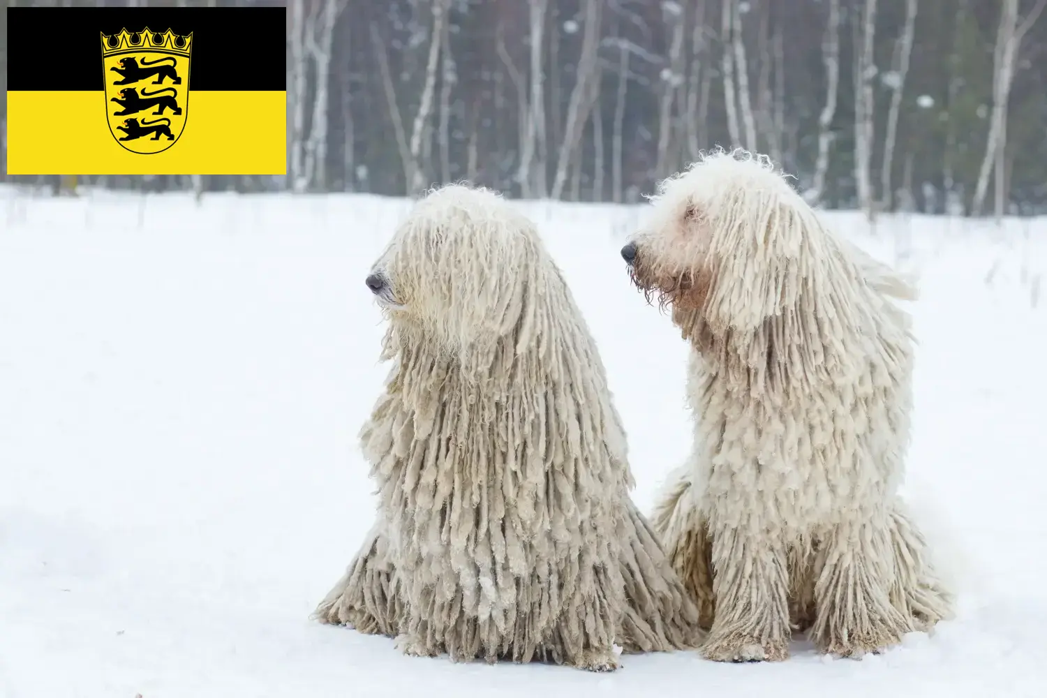 Read more about the article Baden-Württemberg’de Komondor yetiştiricileri ve köpek yavruları