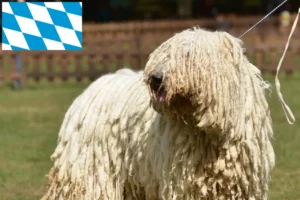 Read more about the article Bavyera’da Komondor yetiştiricileri ve köpek yavruları
