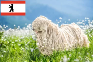Read more about the article Berlin’de Komondor yetiştiricileri ve köpek yavruları