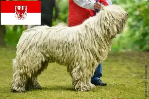 Read more about the article Brandenburg’da Komondor yetiştiricileri ve köpek yavruları