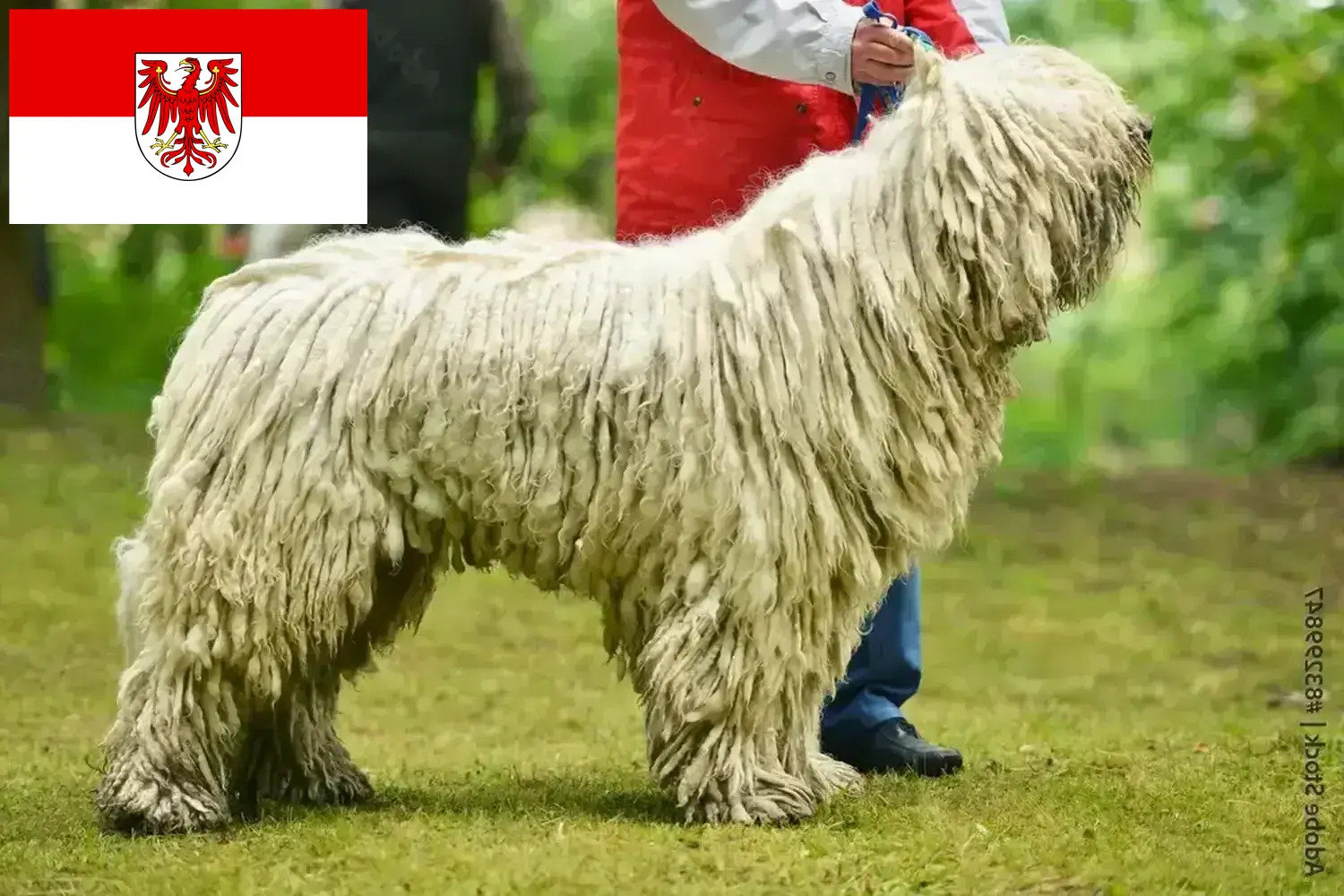 Read more about the article Brandenburg’da Komondor yetiştiricileri ve köpek yavruları