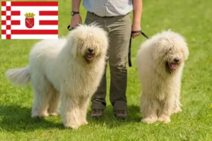 Read more about the article Bremen’de Komondor yetiştiricileri ve köpek yavruları