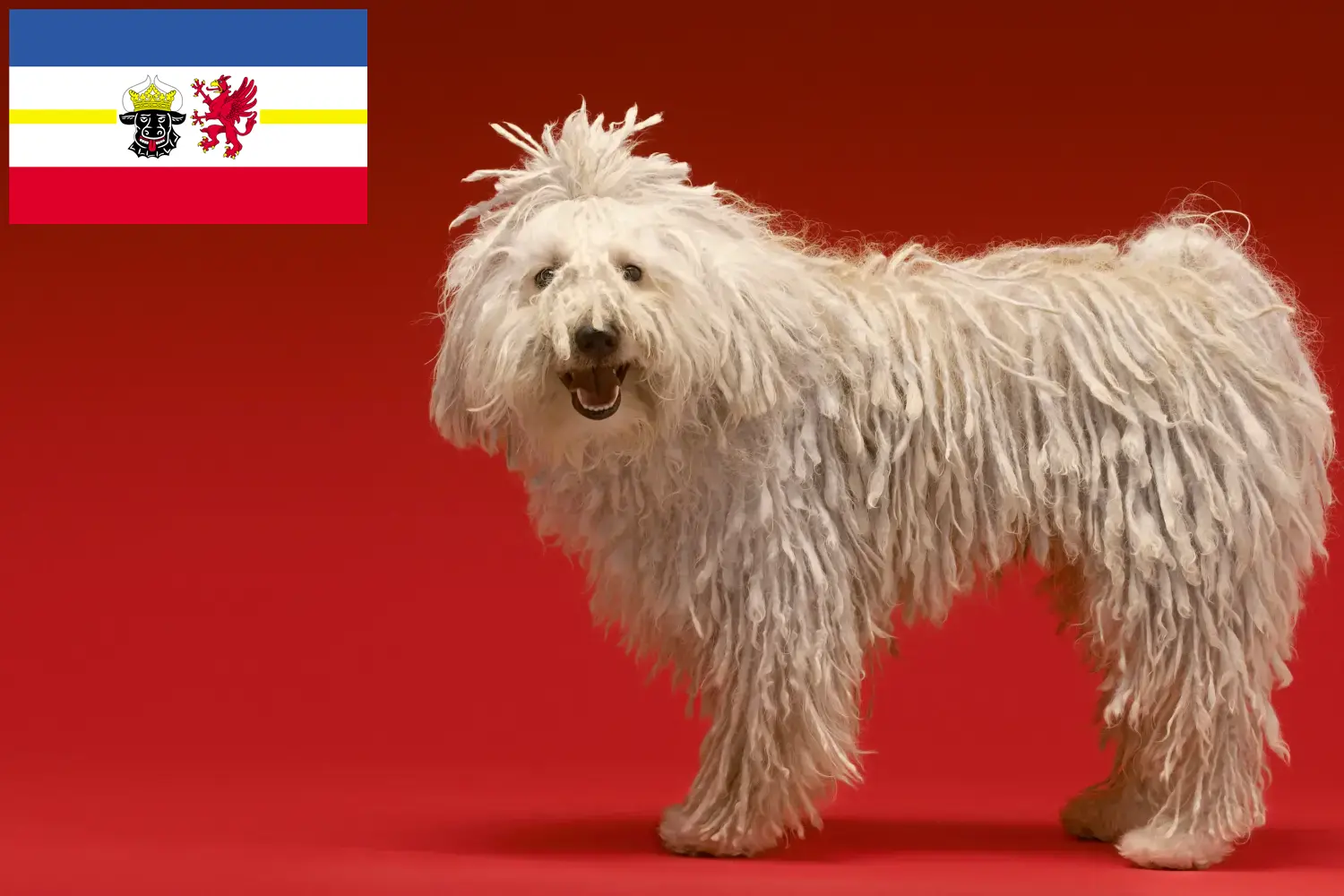 Read more about the article Mecklenburg-Vorpommern’de Komondor yetiştiricileri ve köpek yavruları
