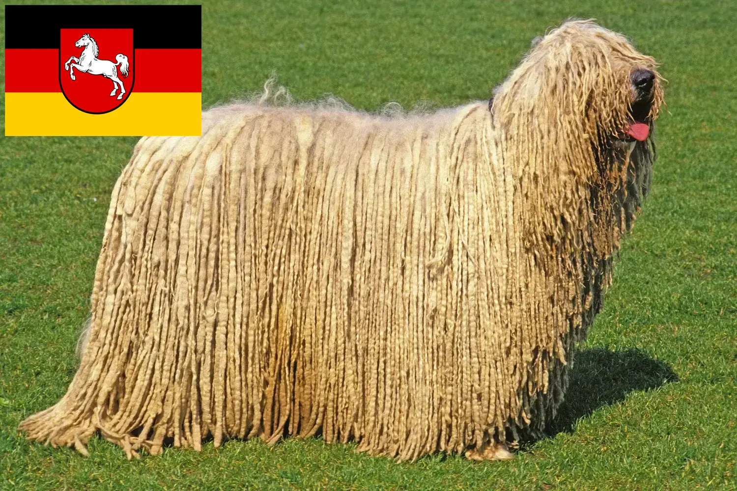 Read more about the article Aşağı Saksonya’da Komondor yetiştiricileri ve köpek yavruları