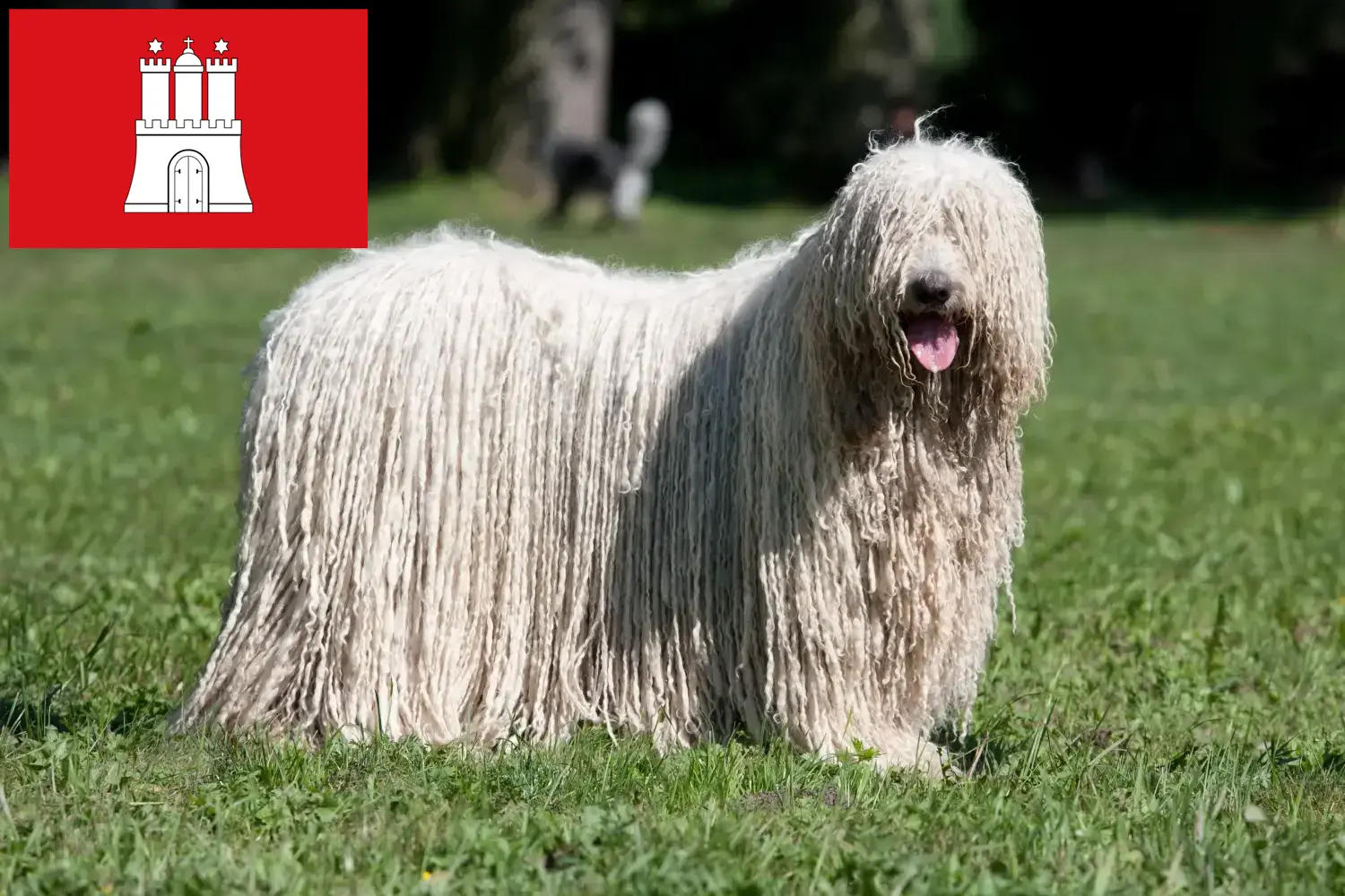 Read more about the article Hamburg’da Komondor yetiştiricileri ve köpek yavruları