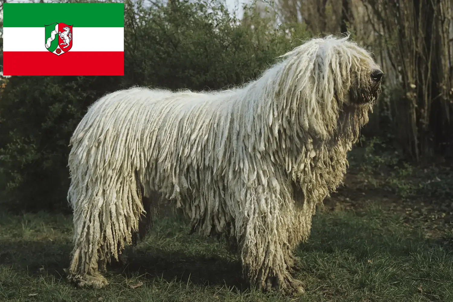 Read more about the article Kuzey Ren-Vestfalya’da Komondor yetiştiricileri ve köpek yavruları