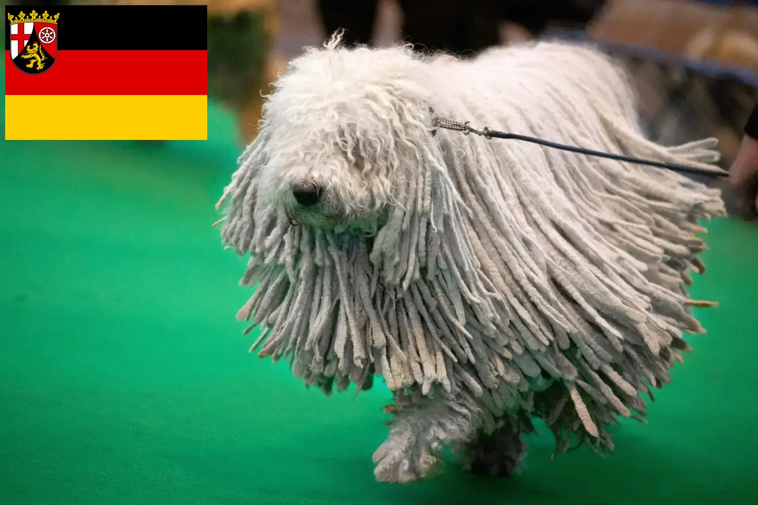 Read more about the article Rheinland-Pfalz’da Komondor yetiştiricileri ve köpek yavruları