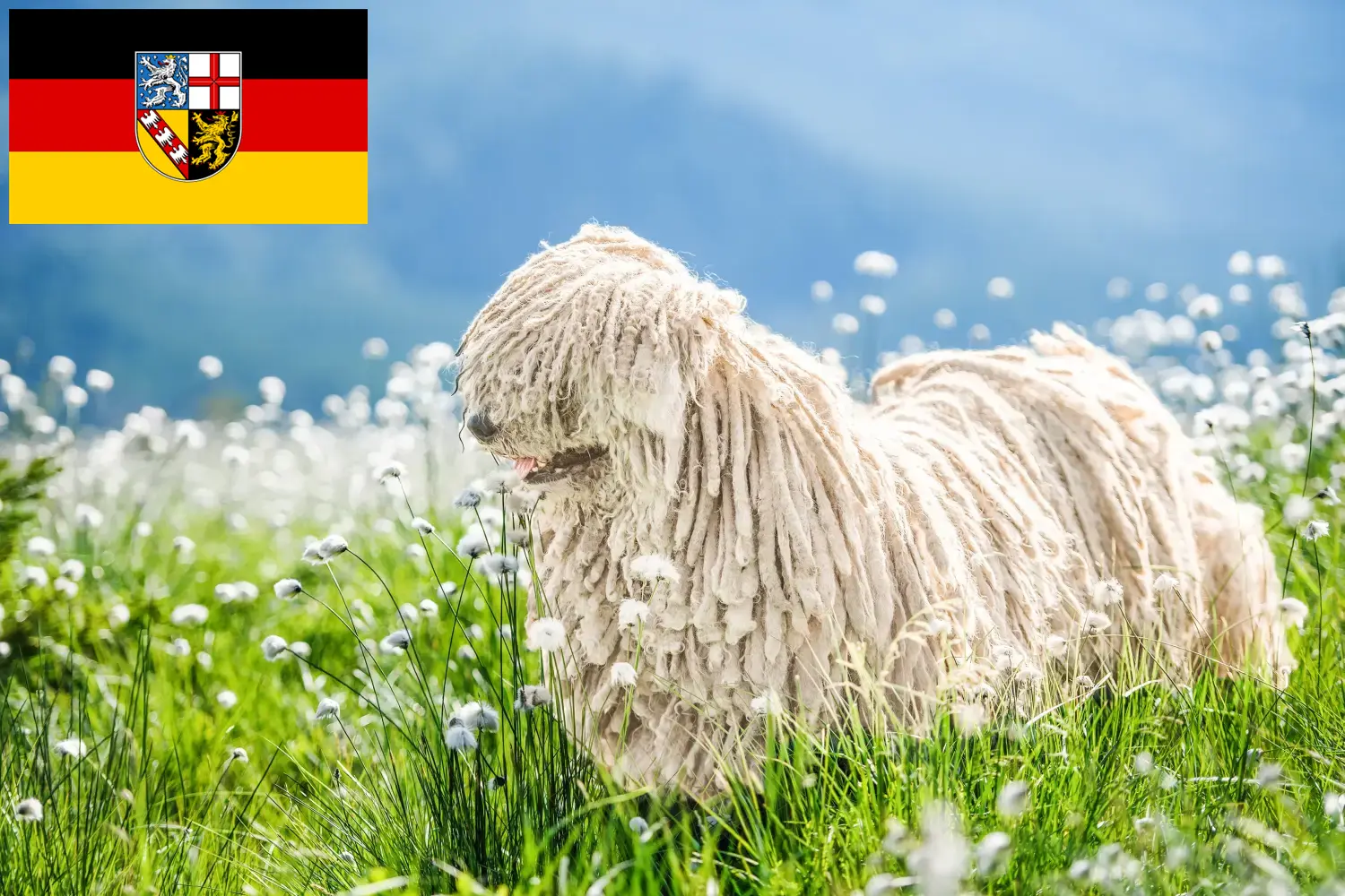 Read more about the article Saarland’da Komondor yetiştiricileri ve köpek yavruları