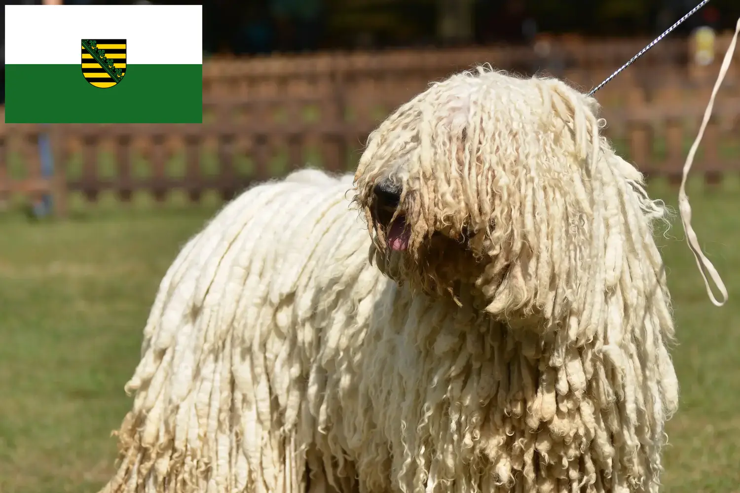 Read more about the article Saksonya’daki Komondor yetiştiricileri ve köpek yavruları