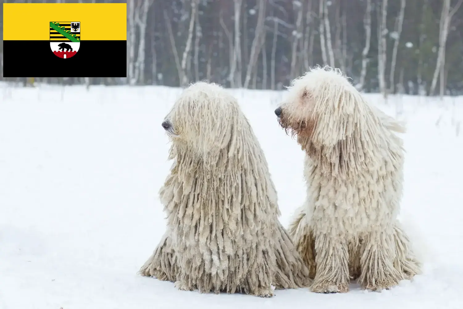 Read more about the article Saksonya-Anhalt’da Komondor yetiştiricileri ve köpek yavruları