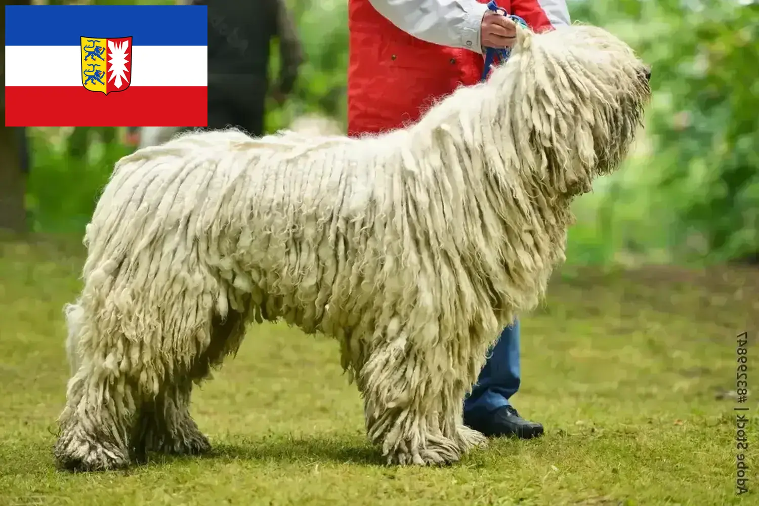 Read more about the article Schleswig-Holstein’da Komondor yetiştiricileri ve köpek yavruları