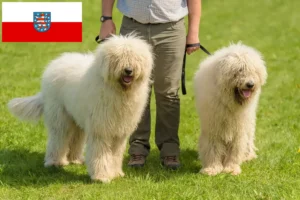 Read more about the article Thüringen’deki Komondor yetiştiricileri ve köpek yavruları