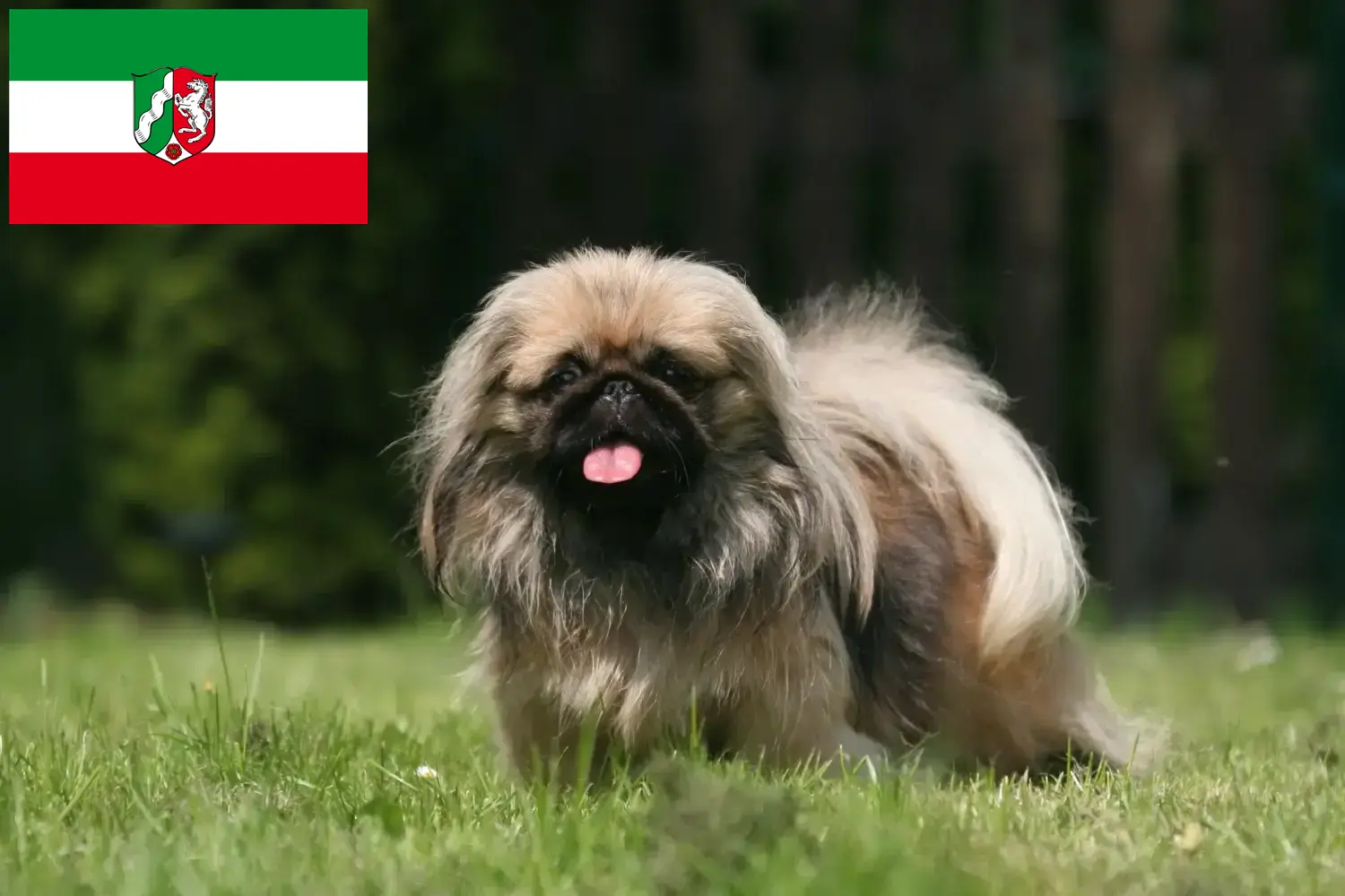 Pekinez yavruları ve yetiştiricileri Kuzey Ren-Vestfalya Burada Kuzey Ren-Vestfalya'daki Pekingese yetiştiricilerini bulabilirsiniz.