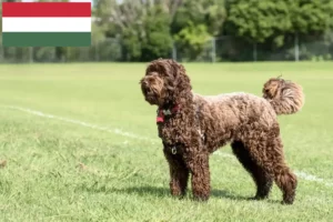 Read more about the article Macaristan’da Labradoodle yetiştiricileri ve köpek yavruları