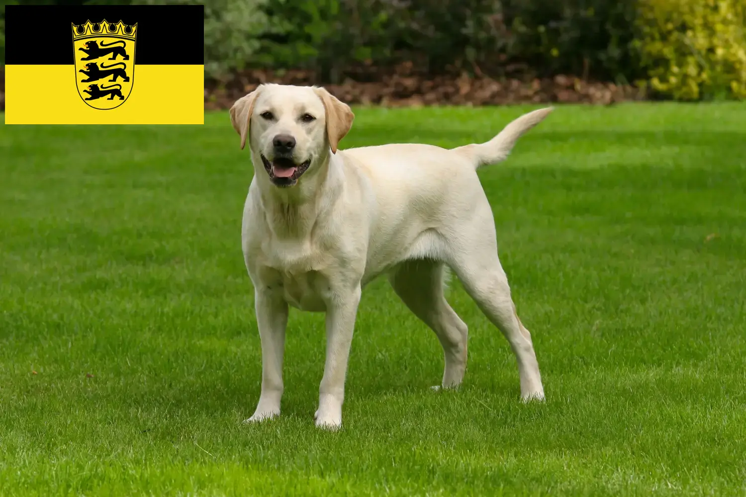 Read more about the article Baden-Württemberg’deki Labrador yetiştiricileri ve köpek yavruları