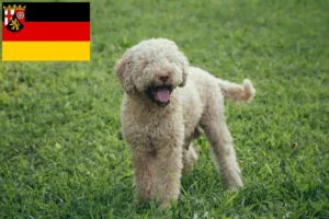 Read more about the article Rheinland-Pfalz’da Lagotto Romagnolo yetiştiricileri ve köpek yavruları