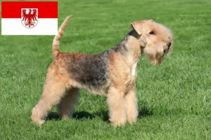 Read more about the article Brandenburg’da Lakeland Terrier yetiştiricileri ve köpek yavruları