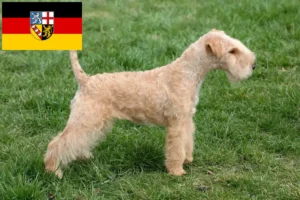 Read more about the article Saarland’da Lakeland Terrier yetiştiricileri ve köpek yavruları
