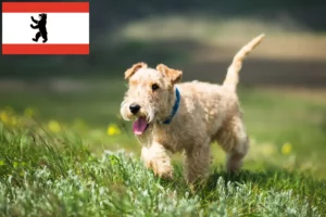 Read more about the article Berlin’de Lakeland Terrier yetiştiricileri ve köpek yavruları