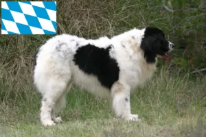 Read more about the article Bavyera’da Landseer yetiştiricileri ve köpek yavruları