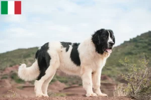 Read more about the article İtalya’daki Landseer yetiştiricileri ve köpek yavruları