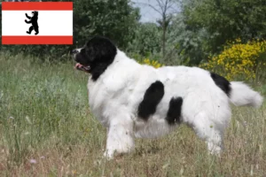 Read more about the article Berlin’de Landseer yetiştiricileri ve köpek yavruları