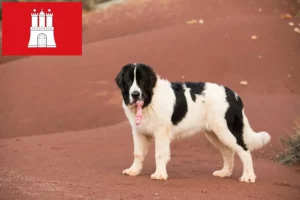 Read more about the article Hamburg’da Landseer yetiştiricileri ve köpek yavruları