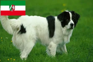 Read more about the article Kuzey Ren-Vestfalya’da Landseer yetiştiricileri ve köpek yavruları