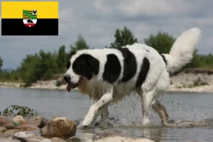 Read more about the article Saksonya-Anhalt’da Landseer yetiştiricileri ve köpek yavruları