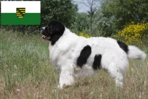 Read more about the article Saksonya’da Landseer yetiştiricileri ve köpek yavruları
