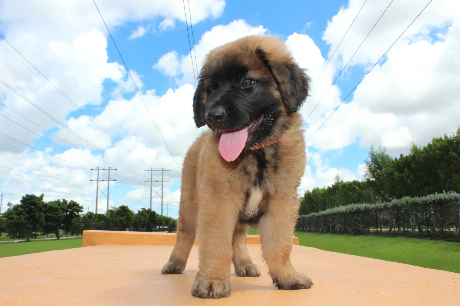 Bir Leonberger yavrusu satın almak sorumluluk almak demektir! Leonberger yavru köpekleri satın alın.