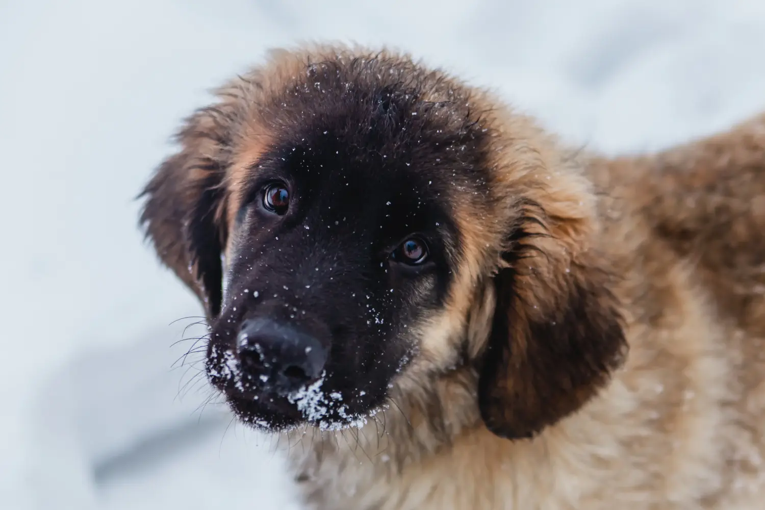 Bir Leonberger yavrusu satın almak sorumluluk almak demektir! Leonberger yavru köpekleri satın alın.