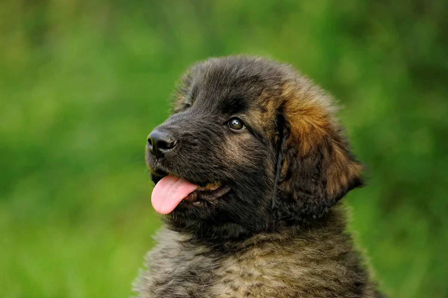 Bir Leonberger yavrusu satın almak sorumluluk almak demektir! Leonberger yavru köpekleri satın alın.