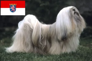 Read more about the article Hessen’de Lhasa Apso yetiştiricileri ve köpek yavruları