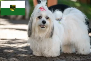 Read more about the article Saksonya’daki Lhasa Apso yetiştiricileri ve köpek yavruları