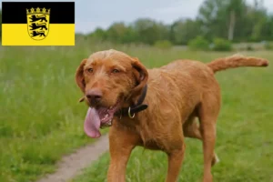 Read more about the article Baden-Württemberg’de Magyar Vizsla yetiştiricileri ve köpek yavruları