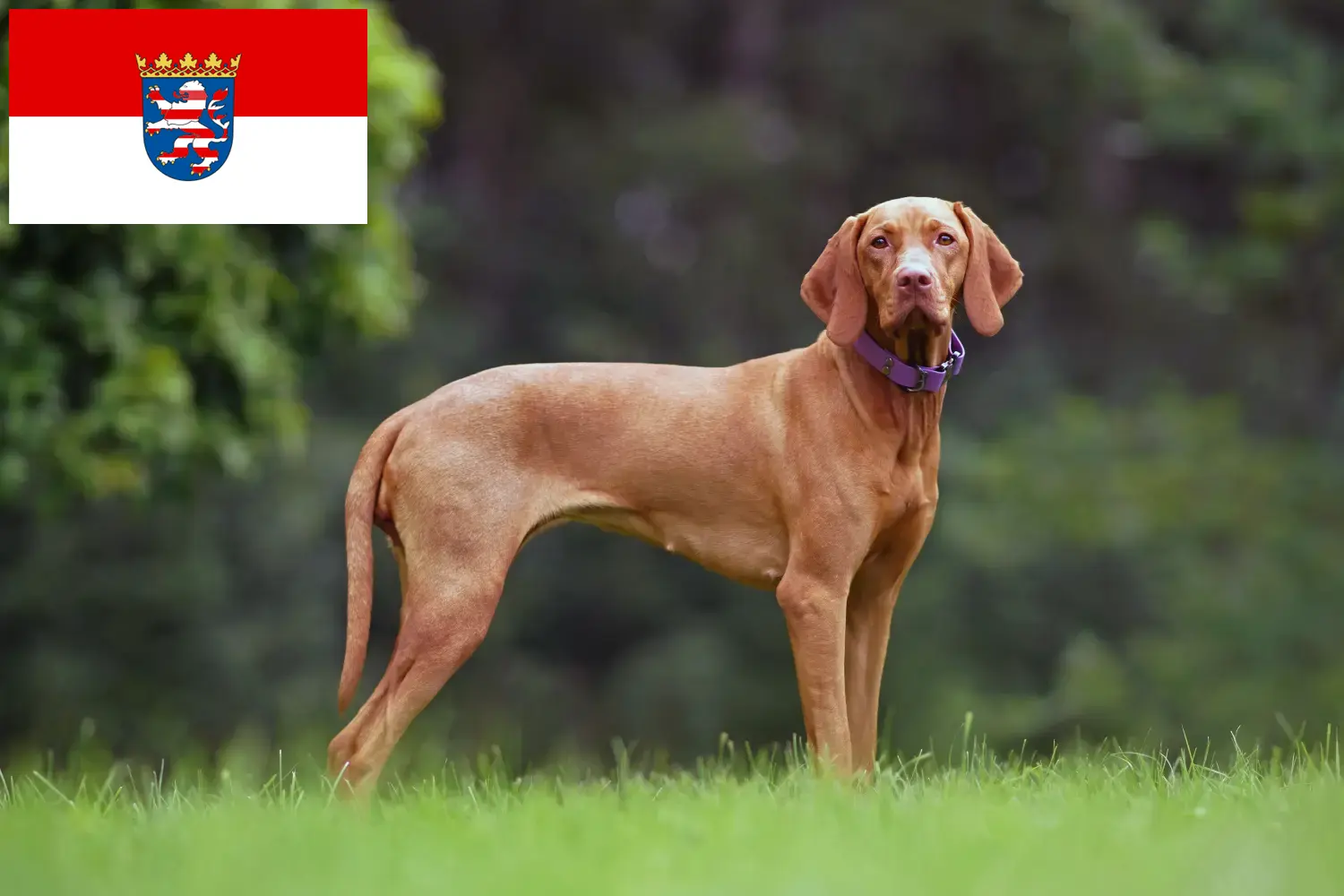 Magyar Vizsla yavruları ve yetiştiricileri Hessen Burada Hessen'deki Magyar Vizslas yetiştiricilerini bulabilirsiniz.